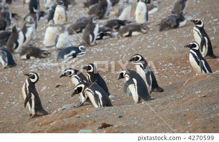 Colony of Magellanic penguins in Patagonia, South America 4270599