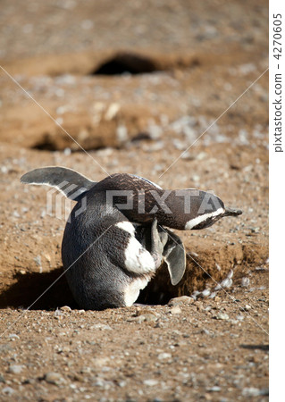 Magellanic penguin scretching its neck 4270605