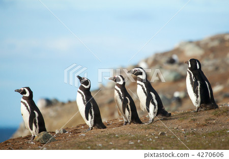 Five magellanic penguins on the sea shore 4270606