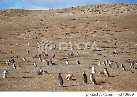 Hundreds of magellanic penguins on the Magdalena island in Patag 4270609