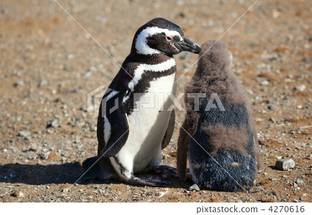 Magellanic Penguin helping its nestling to clear itself from inf 4270616
