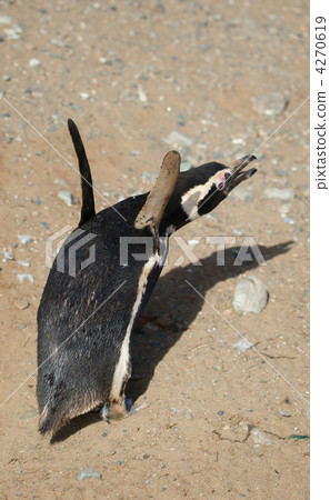 Magellanic penguin trying to fly Magellanic penguin trying to fly 4270619
