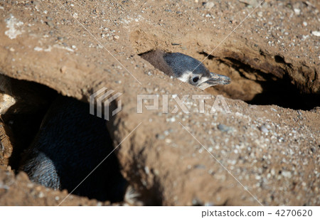 Magellanic penguin nestling in barrow Magellanic penguin nestling in barrow 4270620