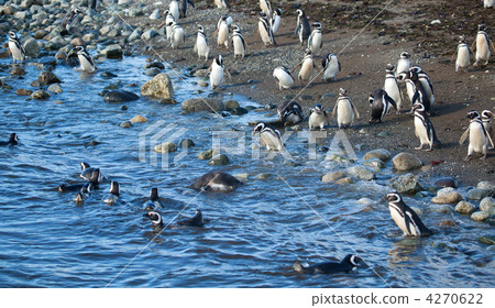 Colony of Magellanic penguins in Patagonia, South America Colony of Magellanic penguins in Patagonia, South America 4270622