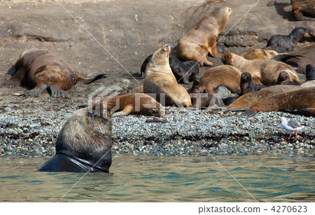 Large male sea lion with several females Large male sea lion with several females 4270623