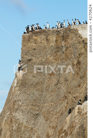Colony of cormorants in the Marta island in Patagonia, Chile 4270624