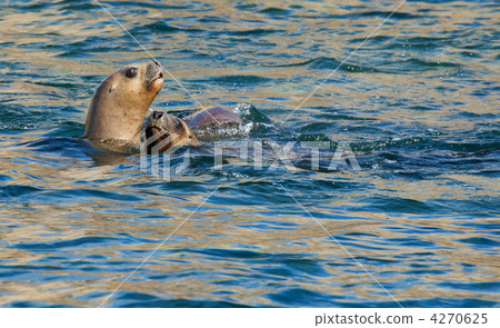 Two South American Sea Lions in the water Two South American Sea Lions in the water 4270625
