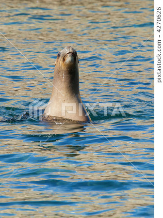 South American Sea Lion in the water 4270626