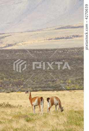 Two guanacoes in Torres del Paine 4270639