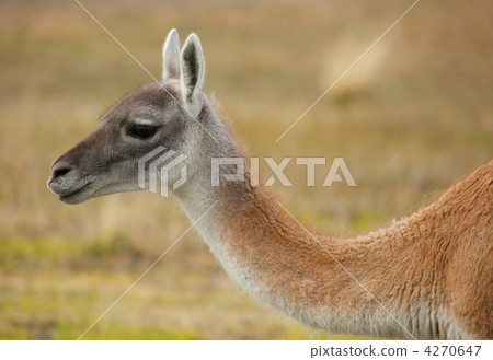 Guanaco in Torres del Paine national park, Chile, South America 4270647