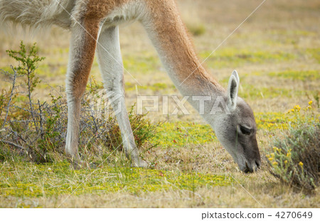 Guanaco in Torres del Paine national park, Chile, South America 4270649