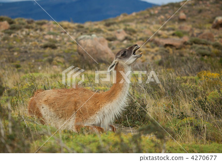 Guanaco in Torres del Paine national park of Chile 4270677