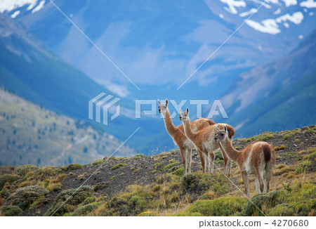 Three guanacoes in Torres del Paine national park 4270680