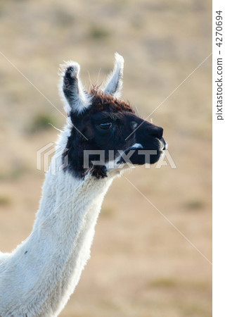 Closeup of a Patagonean lama 4270694