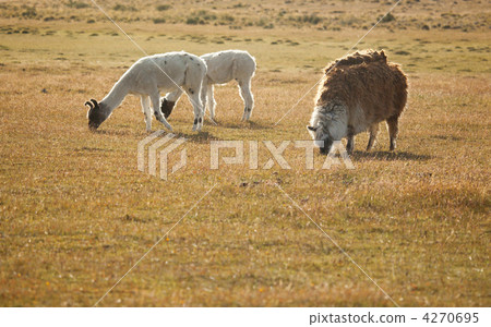 Patagonean lamas in Chile, South America 4270695