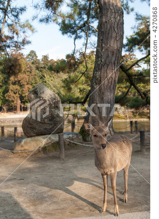 Todaiji deer and a stone monument of the mirror pond Todaiji deer and a stone monument of the mirror pond 4270868