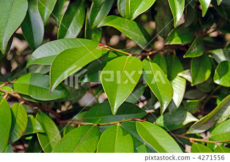 Tree · Hon Sakaki Camellia Tree · Hon Sakaki Camellia 4271556
