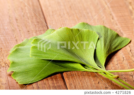 Ginkgo biloba 4271826
