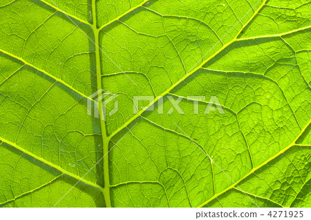 Leaves Leaves 4271925