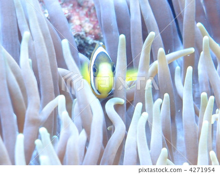 小丑魚 鹹水魚 海水魚 4271954