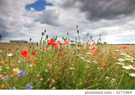 Cornflower and poppy Cornflower and poppy 4271964