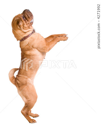 dog, sharpei 4271992