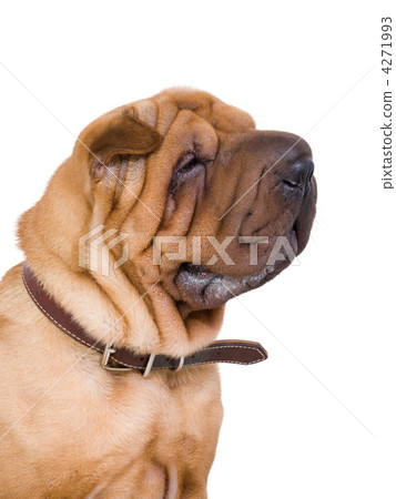 dog, sharpei 4271993