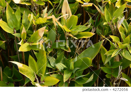 Plant · Okamezasa grass 4272056