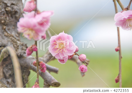 Weeping plum blossom Weeping plum blossom 4272355