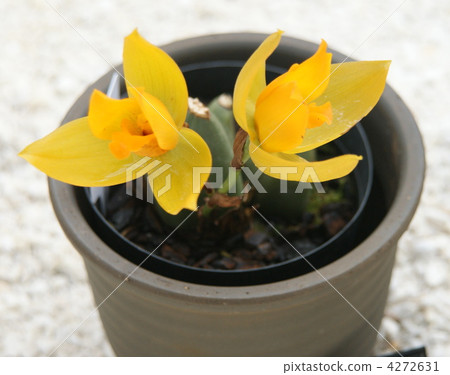 Potted plant flowers Potted plant flowers 4272631