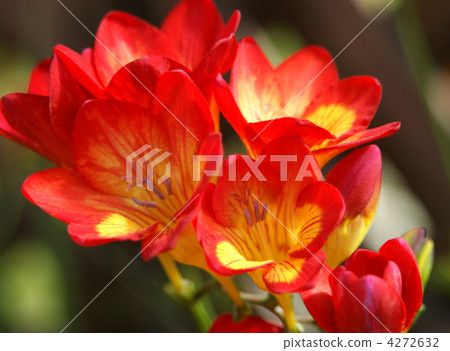 furishia, bloom, blossom 4272632