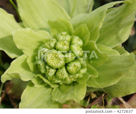 fuki-no-tou, fuki stalk, bud 4272637