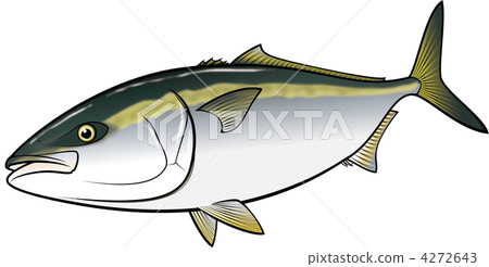 winter yellowtail, vegetable greens, young japanese amberjack 4272643