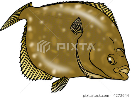 marbled sole, righteye flounder, fish 4272644