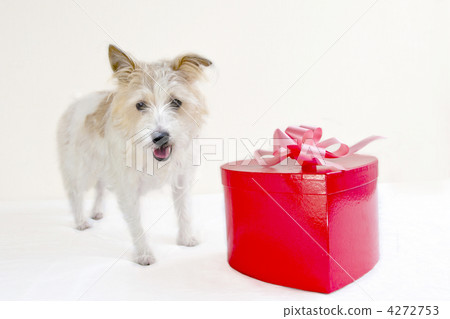 Present Present 4272753