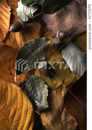 Dead leaves and acorn Dead leaves and acorn 4272976