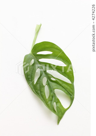 Monstera leaves 4274226