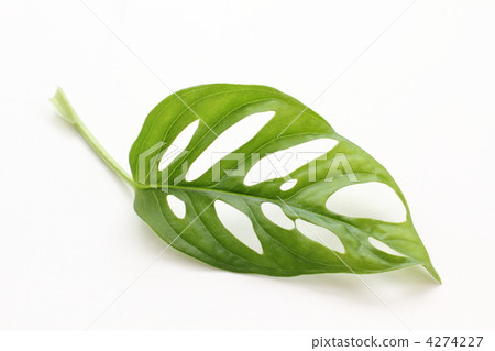 Monstera leaves 4274227