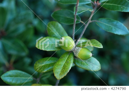 Ubameegashi nuts Ubameegashi nuts 4274790