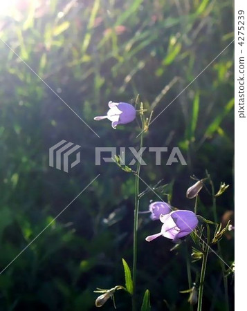 Tuliganinjin Tuliganinjin 4275239