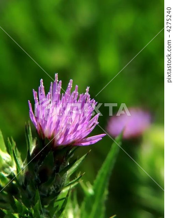 Thistle Thistle 4275240