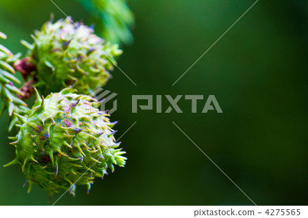 Cedar fruit Cedar fruit 4275565