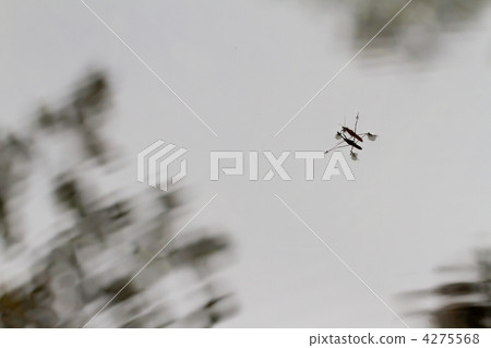 Amenbou Amenbou 4275568