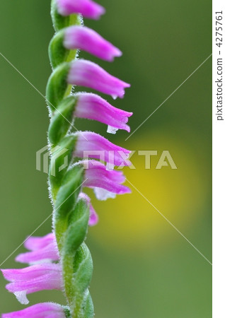 Spiranthes sinensis 4275761
