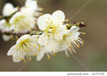 ume, bloom, japanese apricot flower 4275795