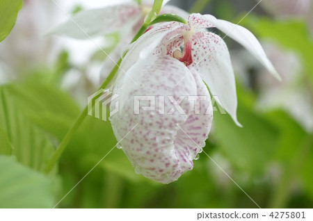 日本女士拖鞋 日式女拖鞋 瀕危物種 4275801