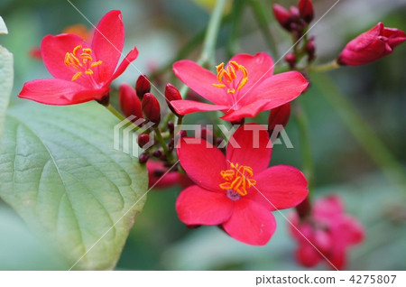 文定果 新加坡櫻桃 牙買加櫻桃 4275807