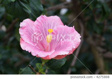 hibiscus, summer flower, malvaceae 4275808