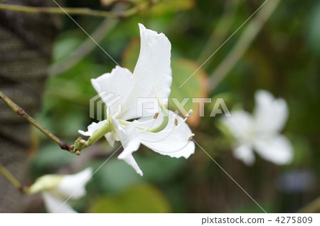 youtei tree, bauhinia, bauhenia 4275809