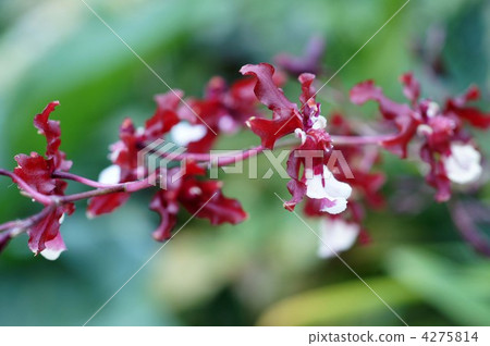 shirley baby, marmalade, reddish brown 4275814
